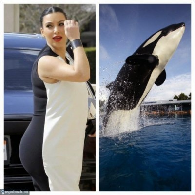 À quel animal compare-t-on Kim Kardashian ?