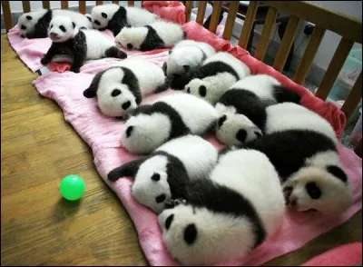 Combien y a-t-il de petits pandas ?