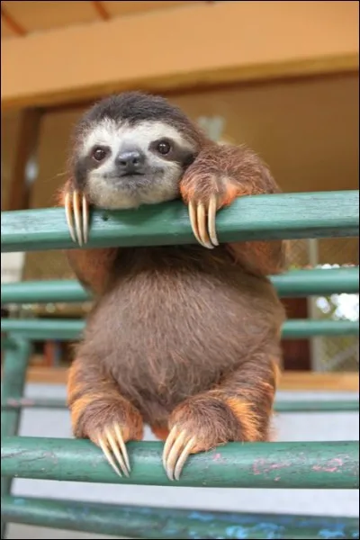 Quelle est l'activité favorite du paresseux ?