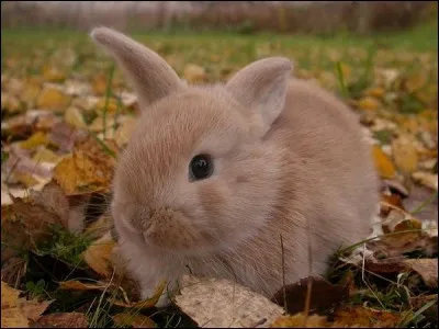 Quel nom donne-t-on au petit du lapin ?