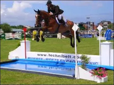 Le cheval peut-il vomir ?