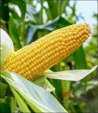 Que peut-on rajouter dans les compléments si on était fabriquant de compléments alimentaires ?