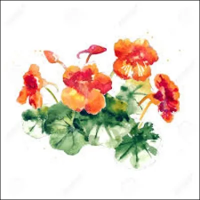 Instrument de musique à cordes pincées, dont l'apparence rappelle la harpe :