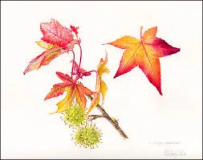 Instrument de musique à cordes pincées :