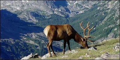 W - Le "wapiti" n'a aucun prédateur.