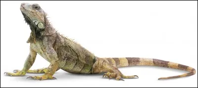 Lequel de ces animaux n'est pas un reptile ?