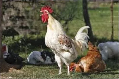 Quel animal entendons-nous chanter le matin de bonne heure ?