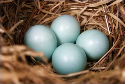 Lequel de ces animaux pond des ufs ?