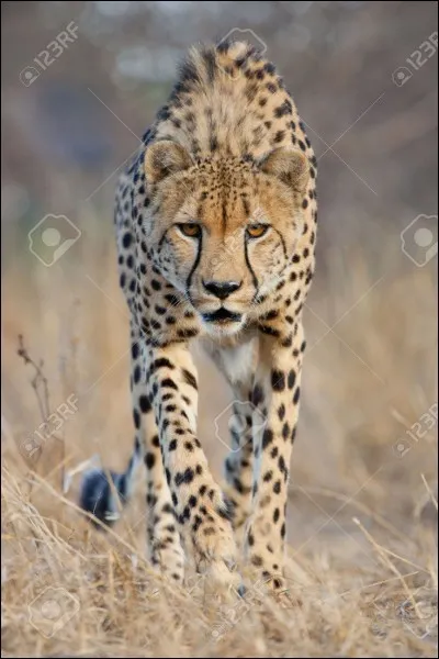 Lequel de ces félins court le plus vite, à 110 km/h ?