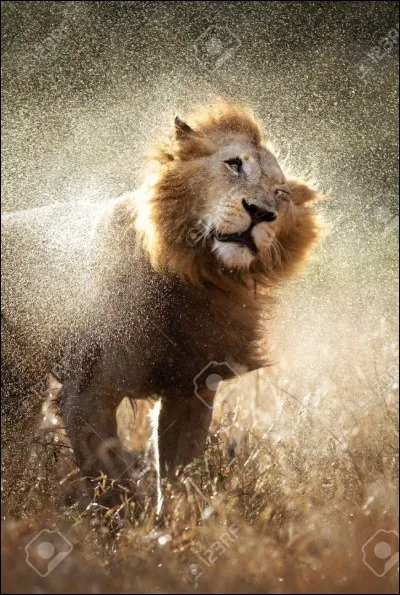 Comment appelle-t-on le petit du lion ?