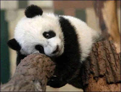 De quoi le panda se nourrit-il ?