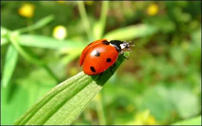 "Principalement" de quelle couleur une coccinelle est-elle ?