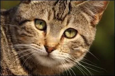 Comment meurt Griffe de Pierre ?