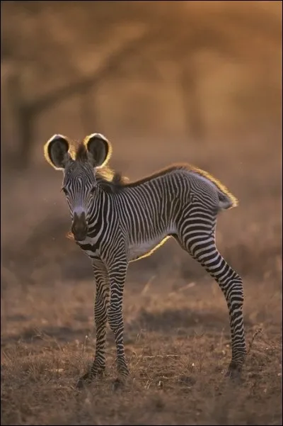 Sur quel continent les zèbres vivent-ils ?