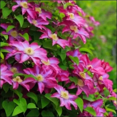 Quelles plantes faut-il planter en automne ?