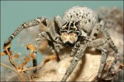 Que fait maman Stegodyphus lineatus, une araignée, pour ses petits ?