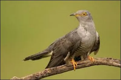 Où la mère du coucou abandonne-t-elle son petit ?