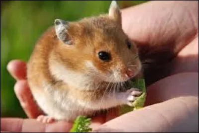 Que fait maman hamster de son cordon ombilical ?