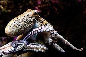 Quiz Animaux