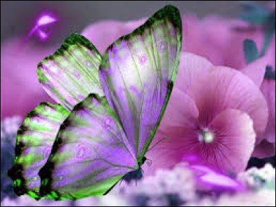 Sur quelles plantes les papillons aux ailes transparentes pondent-ils ?