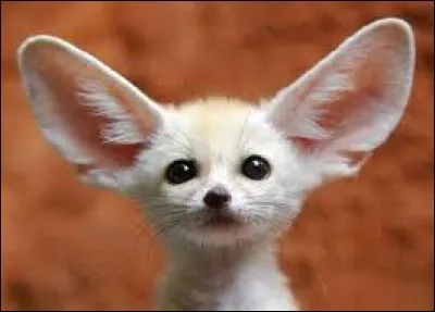 Où trouverez-vous ce fennec ?