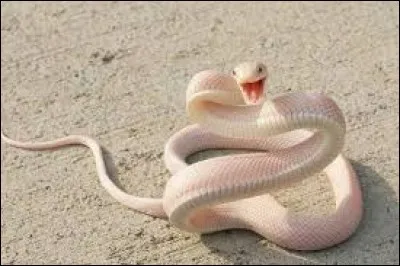 Comment dit-on "serpent" en anglais ?