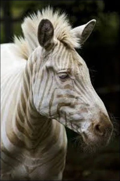 Quel est cet animal ?