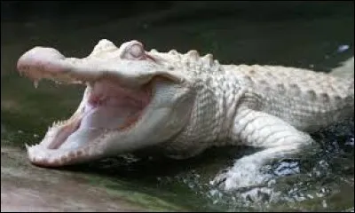 Quel est cet animal aux grandes dents ?