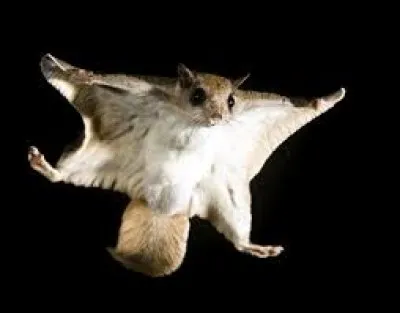 Que peut faire cet écureuil ?