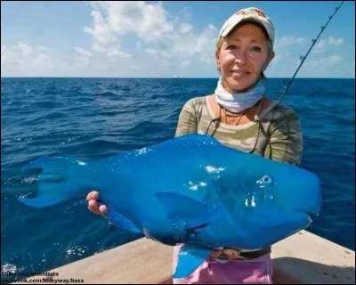 Quel est ce poisson tout bleu ?