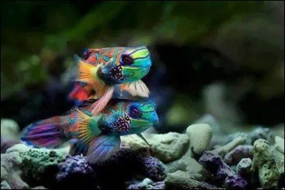 Où le poisson-mandarin vit-il ?