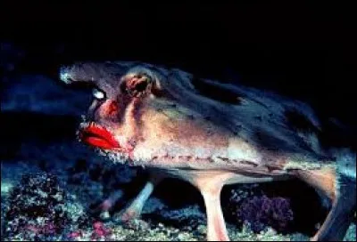 Quel océan n'est pas fréquenté par le poisson chauve-souris ?