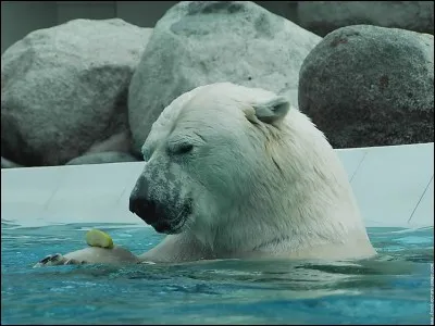 L'ours polaire est en voie de disparition.