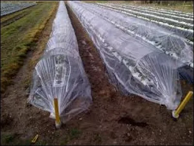 Le tunnel nantais est utilisé pour cultiver des plantes tropicales en France, vrai ou faux?