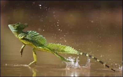 Comment se nomme le lézard qui court sur l'eau ?