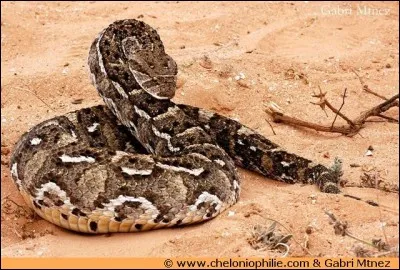 Quel est le nom de ce serpent ?