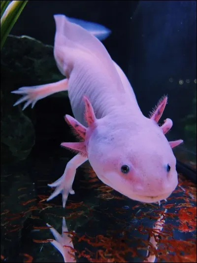 Où vit l'axolotl ?