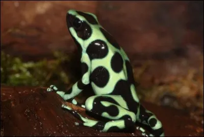 Comment se nomme cette grenouille ?