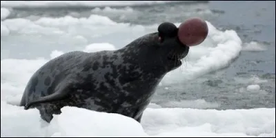 Lequel de ces phoques existe réellement ?