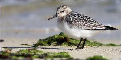 Comment s'appelle le petit de la bécasse ?