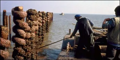 Qu'élève un myticulteur ?