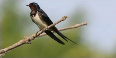 Que fait l'hirondelle ?