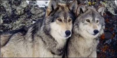 Comment s'appelle le femelle du loup ?