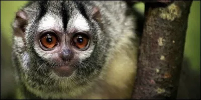 Lequel de ces singes n'existe pas ?