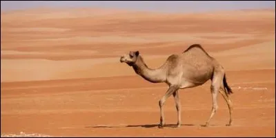 Le dromadaire a une espérance de vie en moyenne de :