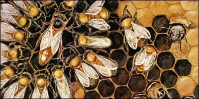 Combien y a-t-il de reines dans une ruche ?