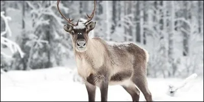 Dans quel pays le renne est-il appelé caribou ?