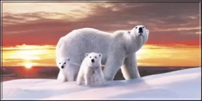 Quel film documentaire se concentre sur la faune arctique ?