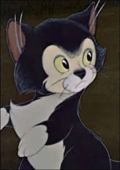 Quel est le nom de ce chaton si mignon ?