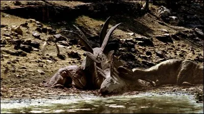 Deux allosaures et un st&eacute;gosaure pris au pi&egrave;ge dans les sables mouvants